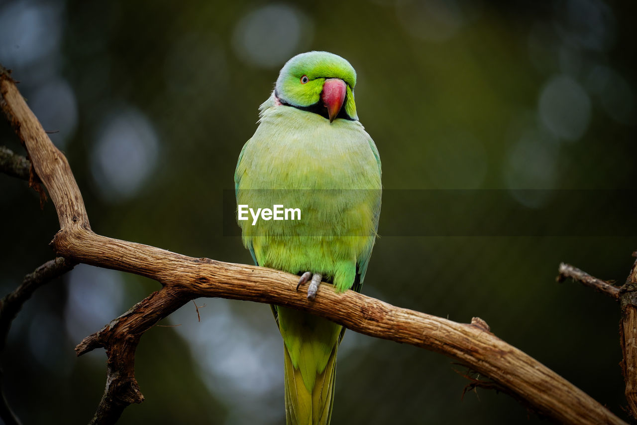 close-up of parrot perching on branch