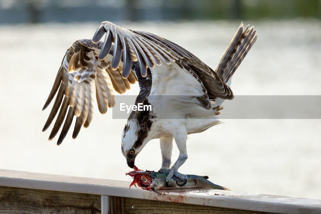 Close-up of an osprey eating fish