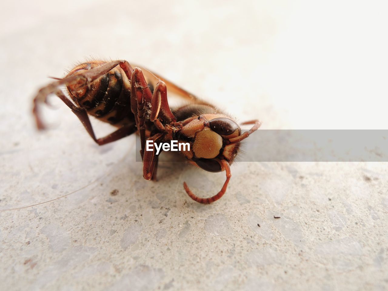 CLOSE-UP OF INSECT ON THE GROUND