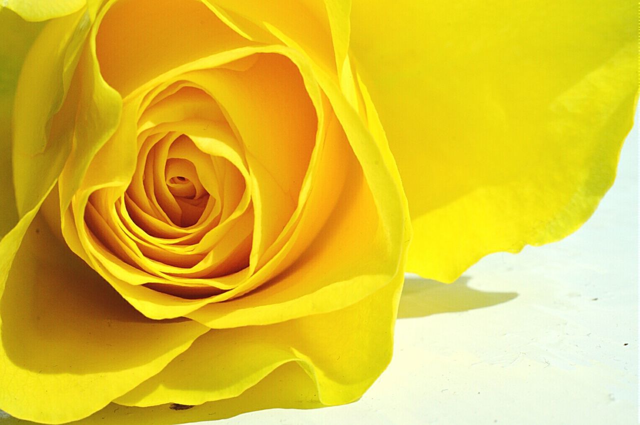 CLOSE-UP OF YELLOW ROSE