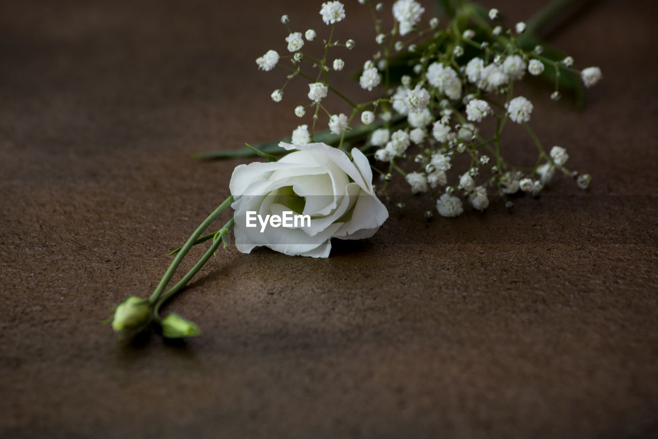 CLOSE-UP OF WHITE ROSES