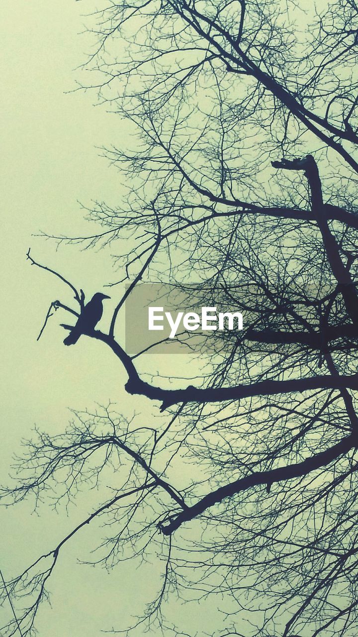 LOW ANGLE VIEW OF BIRDS PERCHED ON TREE