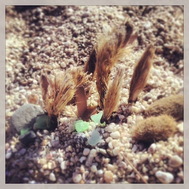 CLOSE-UP OF PLANT AGAINST BLURRED BACKGROUND