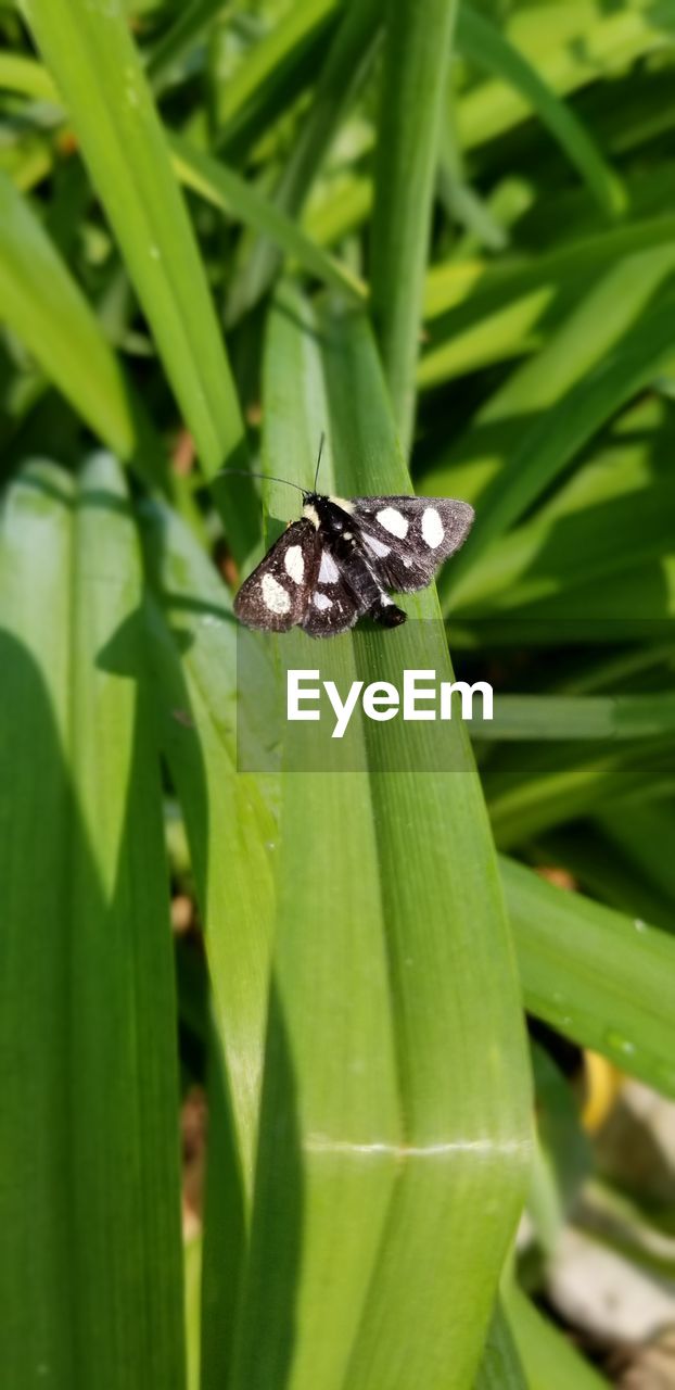 CLOSE-UP OF HOUSEFLY ON LEAF