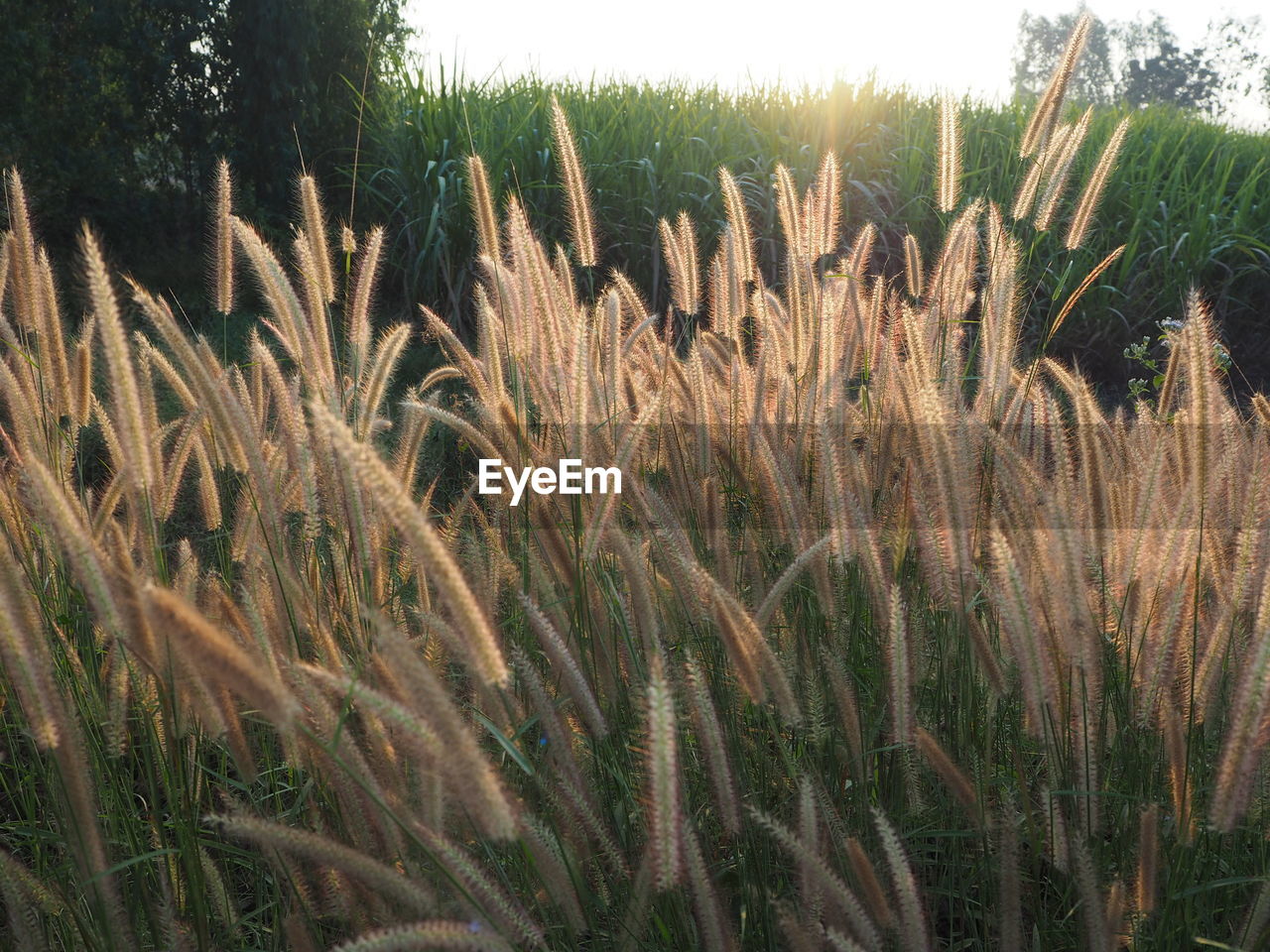 CLOSE-UP OF WHEAT PLANTS GROWING ON FIELD AGAINST SKY
