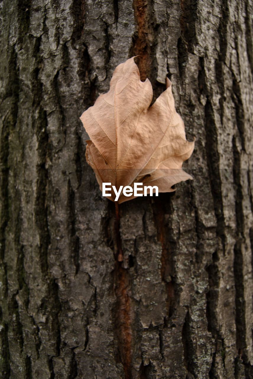 CLOSE-UP OF AUTUMN LEAF ON TREE