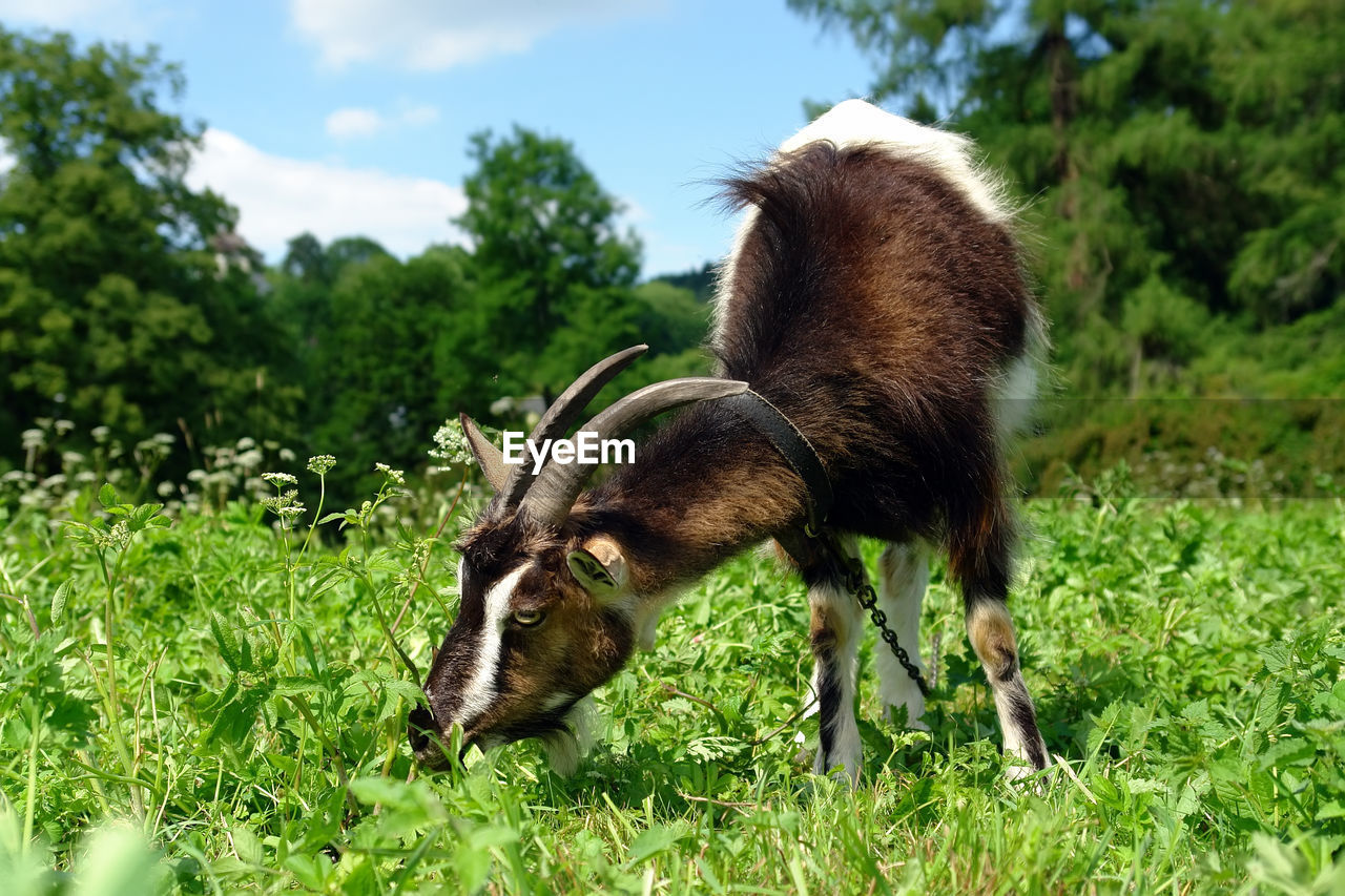 Billy goat grazing grass on a meadow