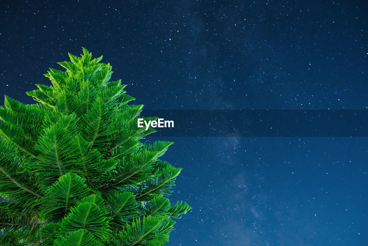 Low angle view of tree against star field