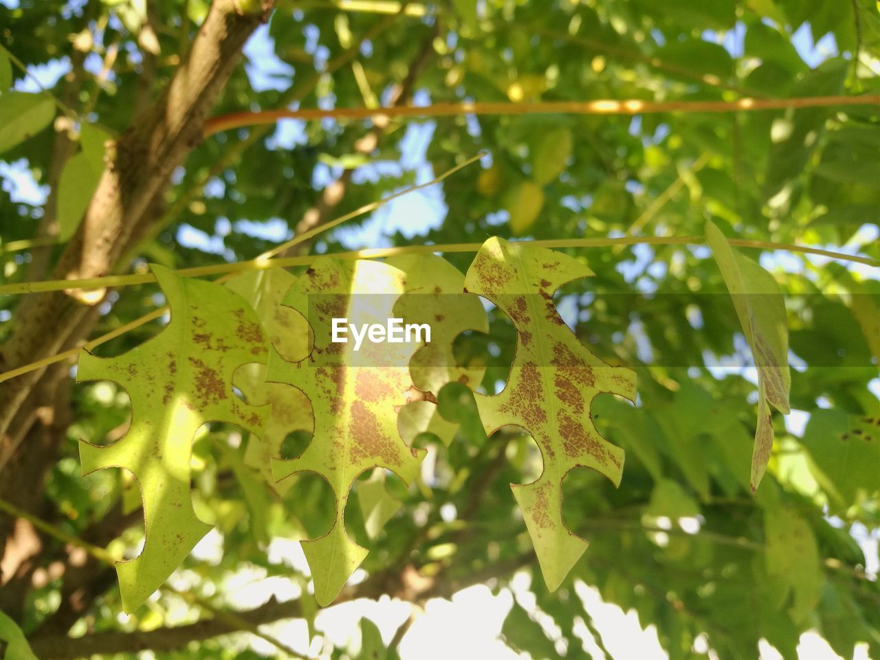 LOW ANGLE VIEW OF GREEN LEAVES ON TREE