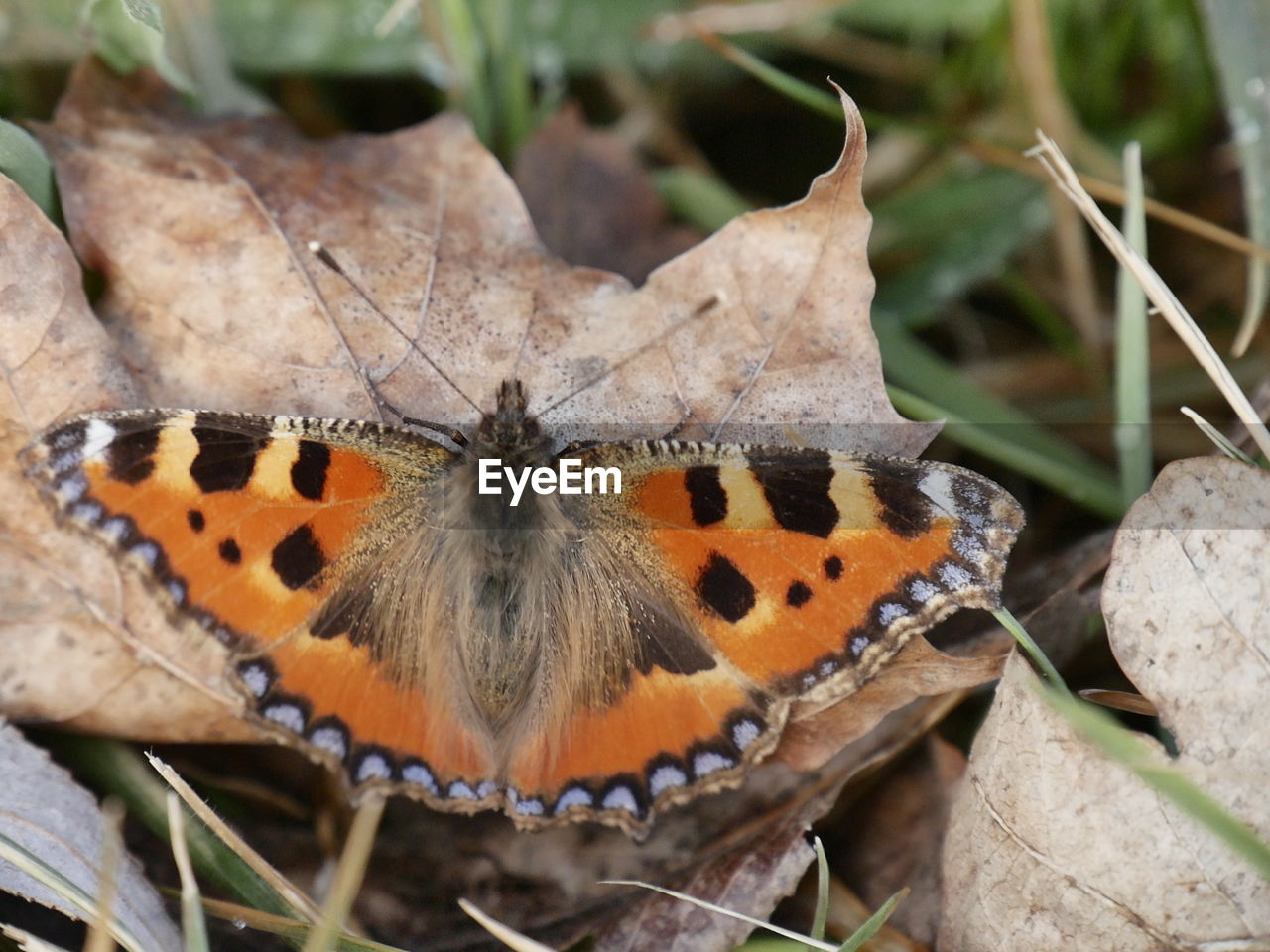BUTTERFLY ON A LEAF