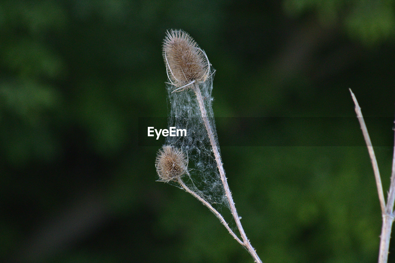 CLOSE-UP OF FROST ON PLANT