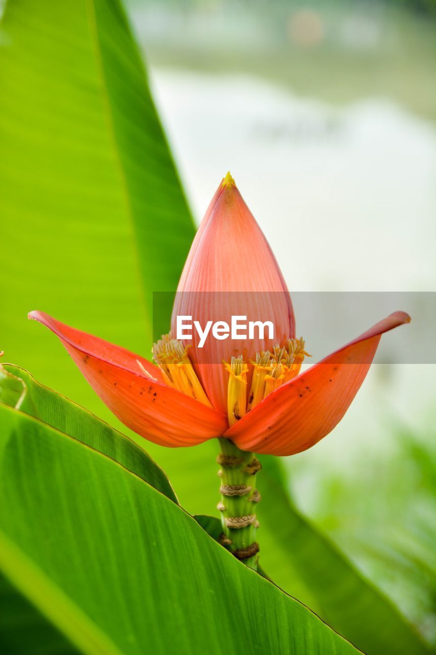 CLOSE-UP OF DAY LILY