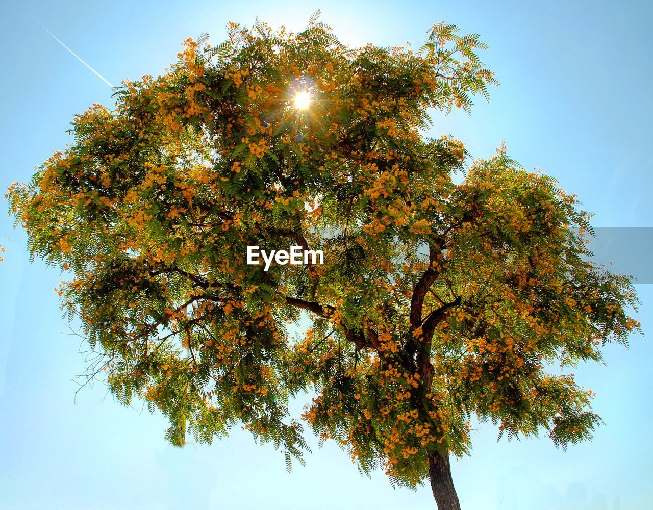 Low angle view of tree against sky during autumn