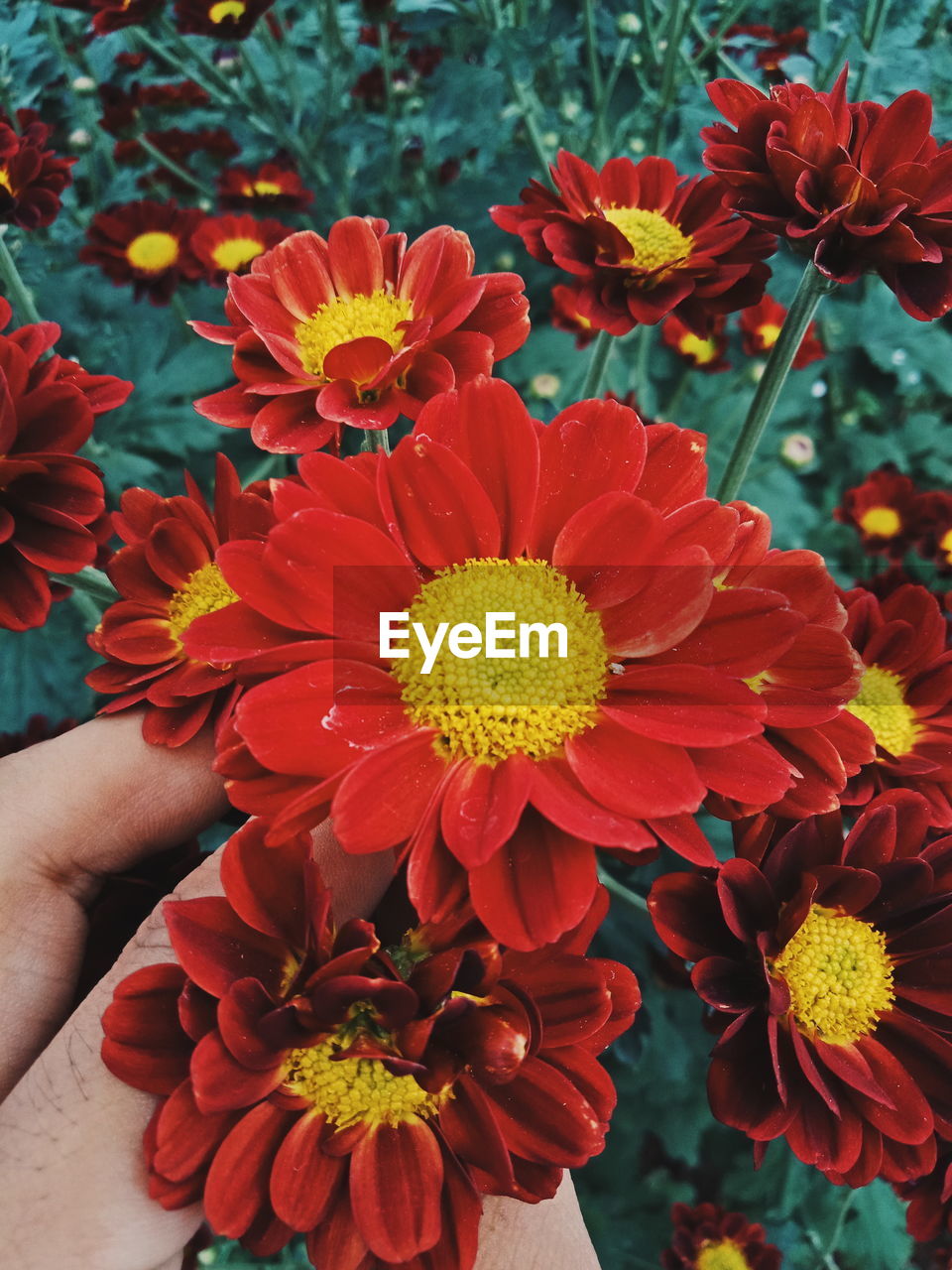 CLOSE-UP OF HAND HOLDING FLOWERING PLANTS