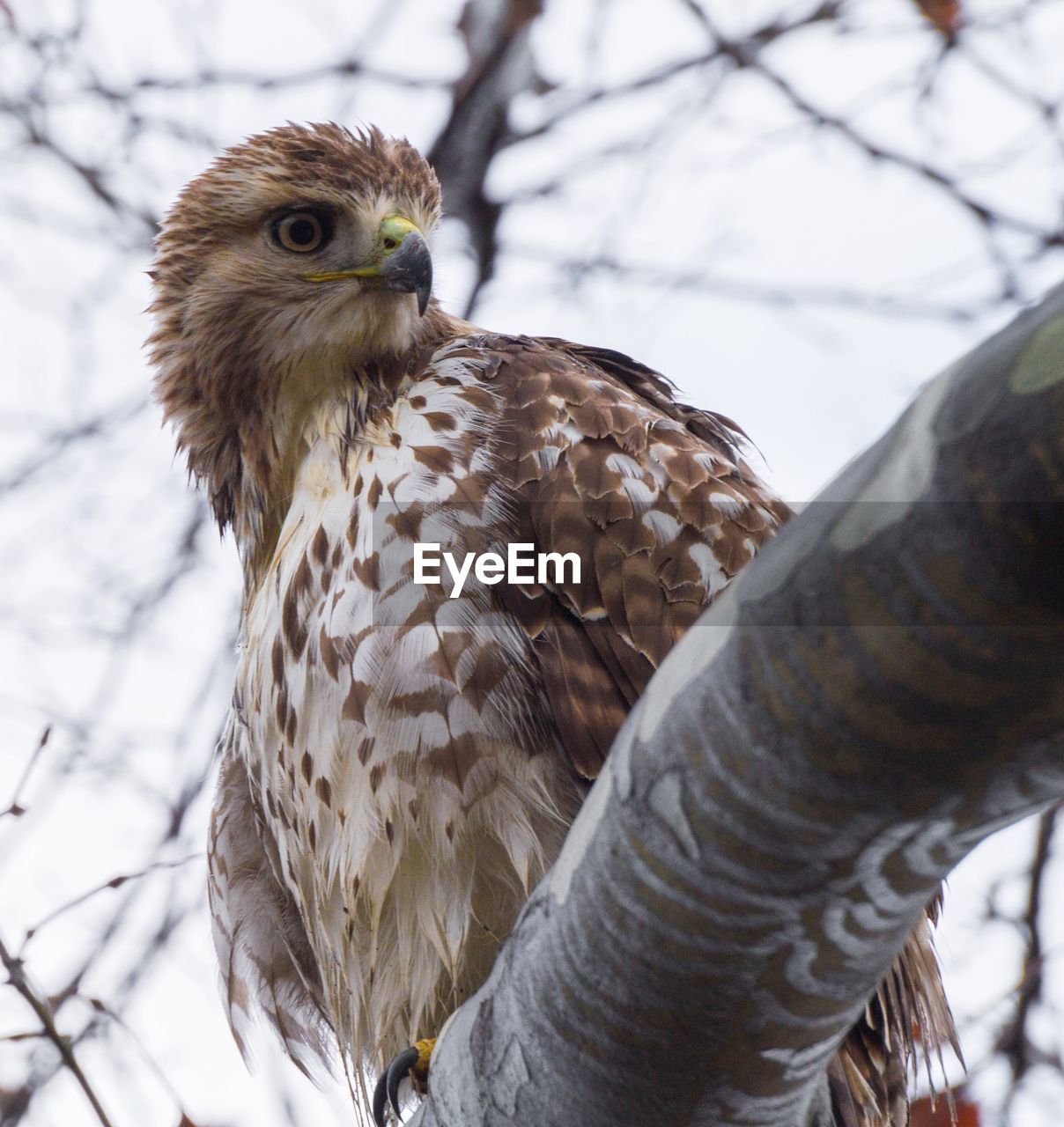 LOW ANGLE VIEW OF OWL ON TREE AGAINST SKY