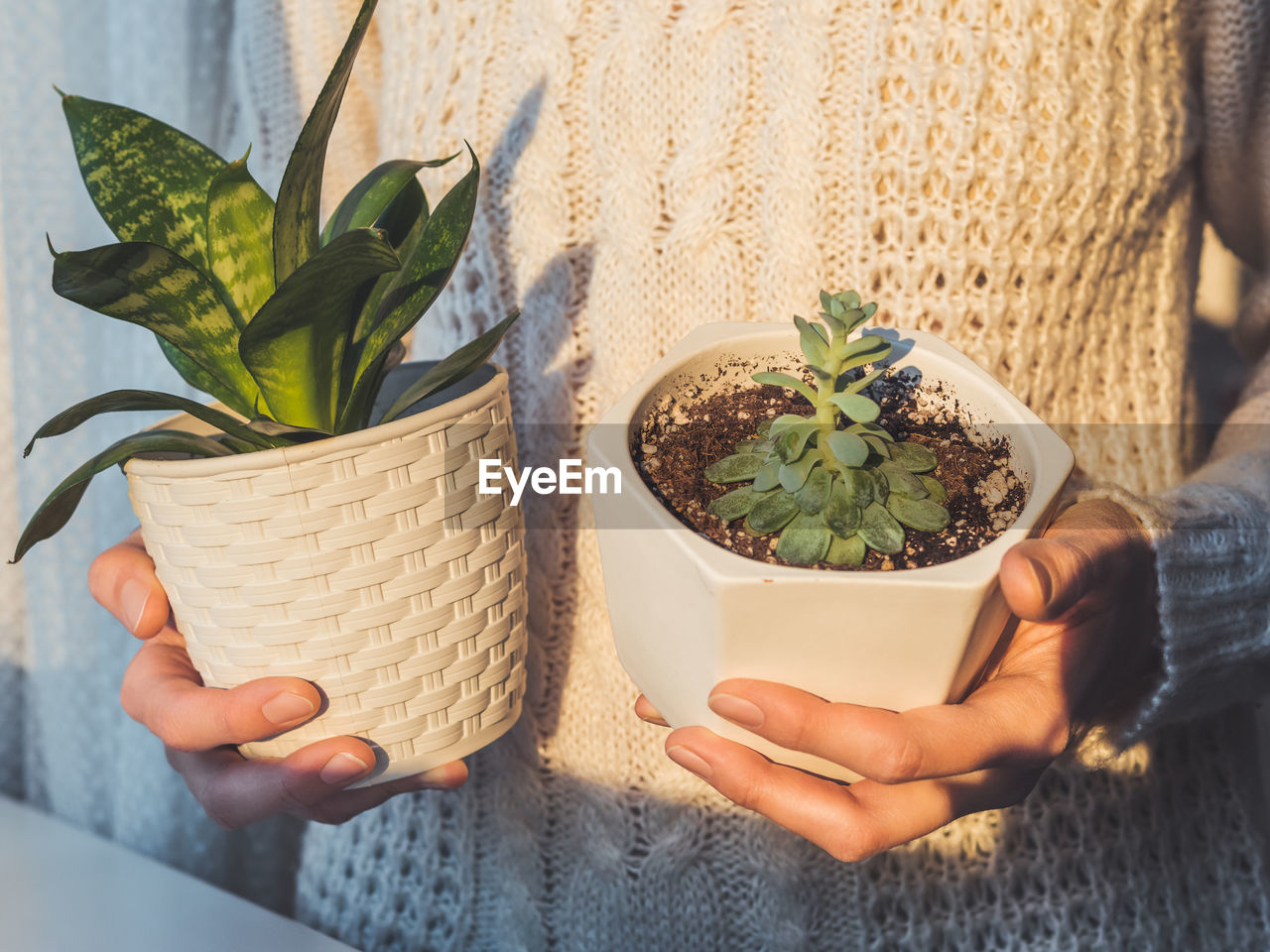Woman in cable-knit sweater holding crassula and sanseveria. indoors succulent plants in flower pots