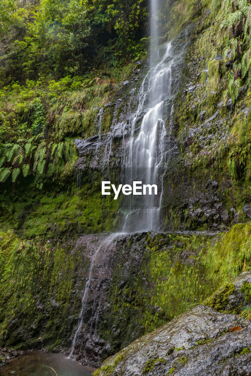 Scenic view of waterfall in forest