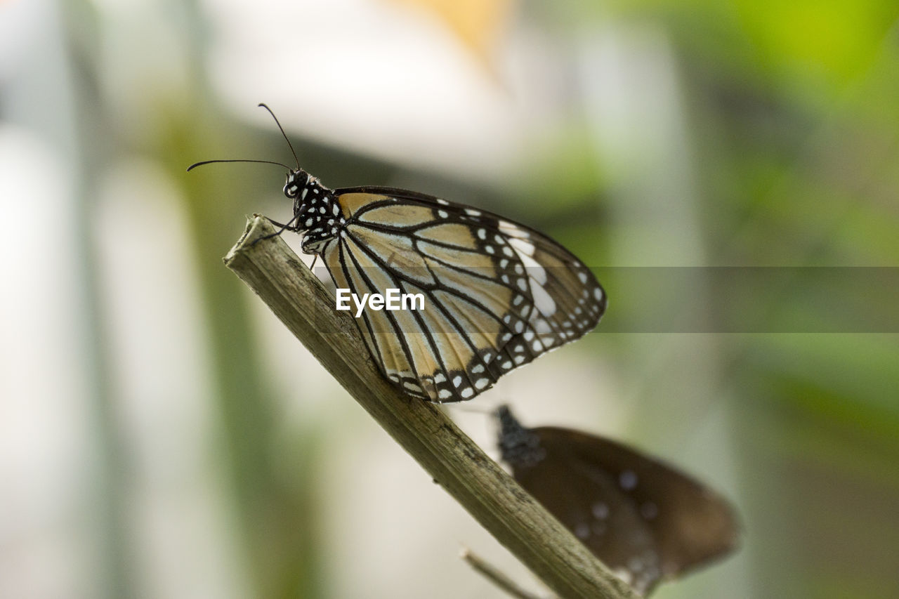 Close-up of butterfly pollinating flower