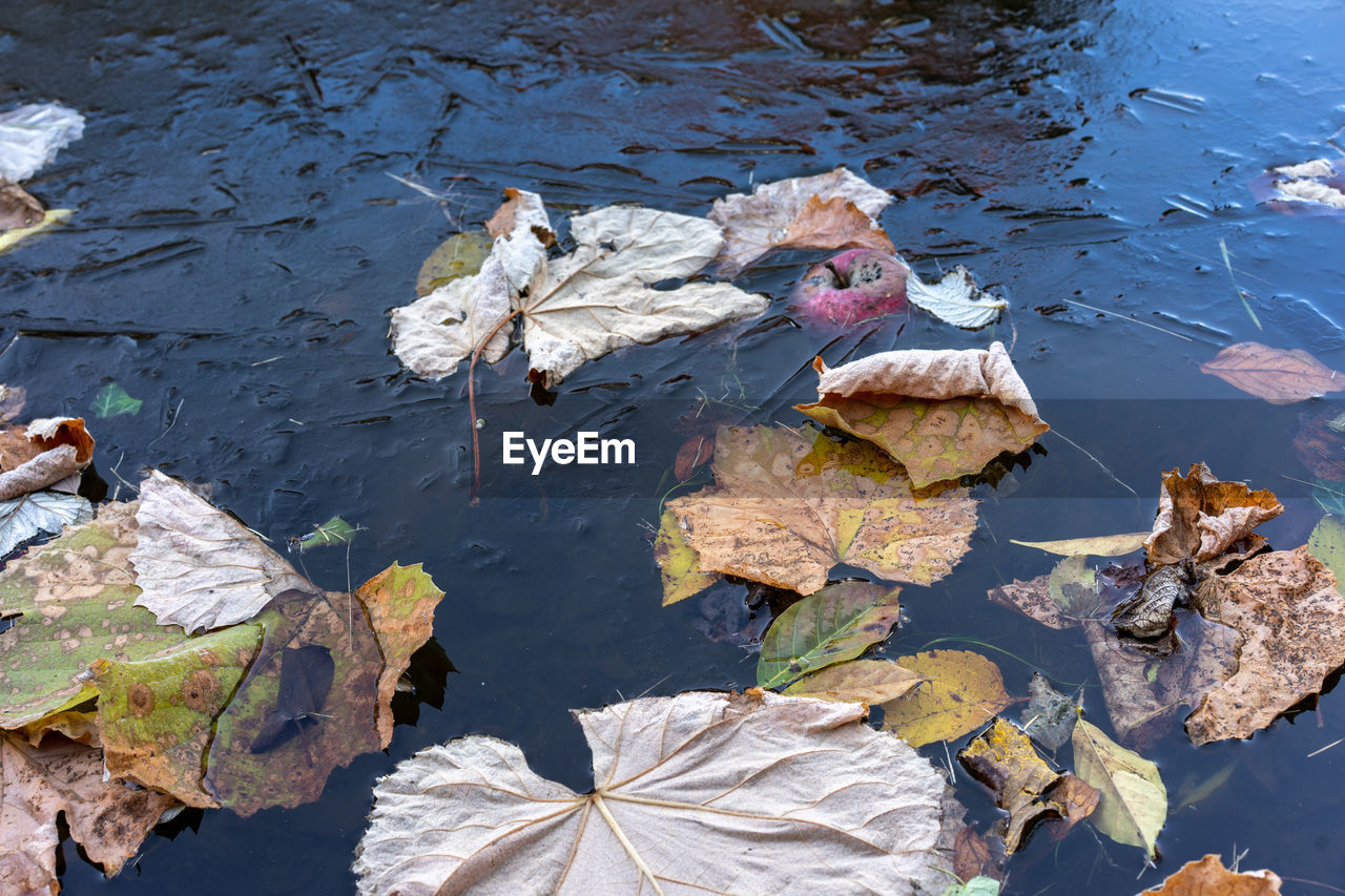 HIGH ANGLE VIEW OF LEAVES FLOATING ON WATER