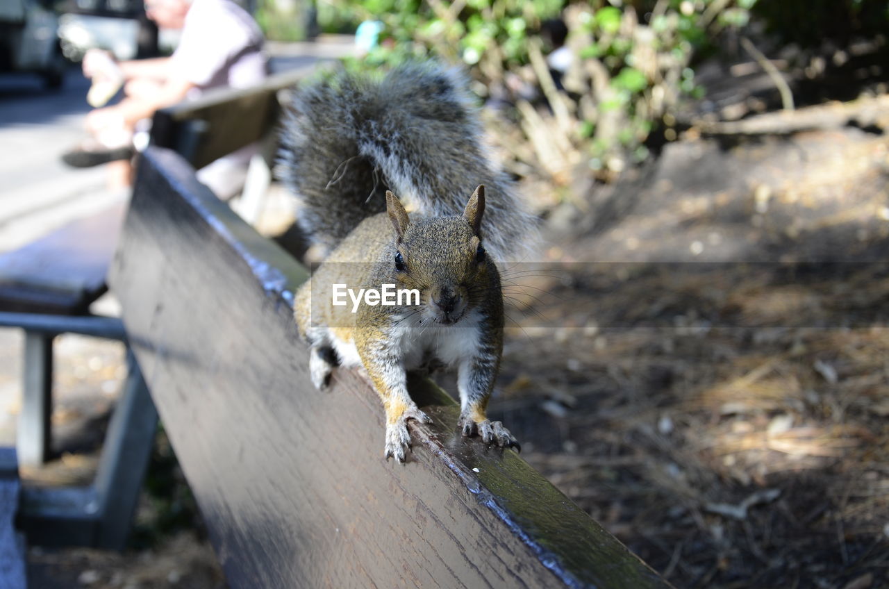 High angle view of squirrel sitting on wooden bench