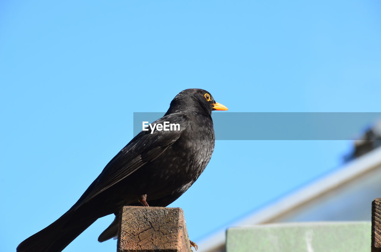 Low angle view of bird perching on wooden post against clear sky