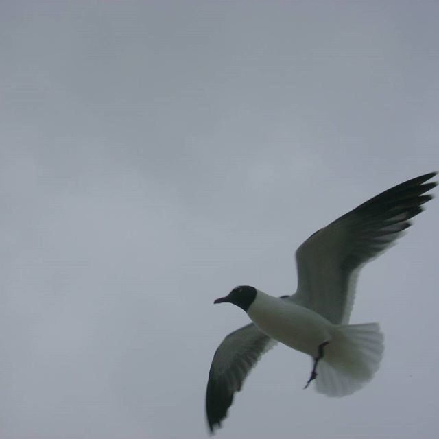 LOW ANGLE VIEW OF SEAGULLS FLYING OVER WHITE BACKGROUND