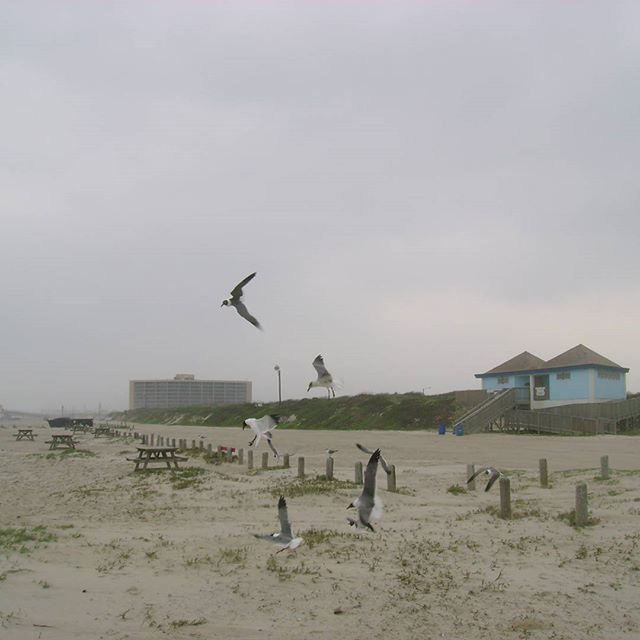 VIEW OF BIRDS IN SKY