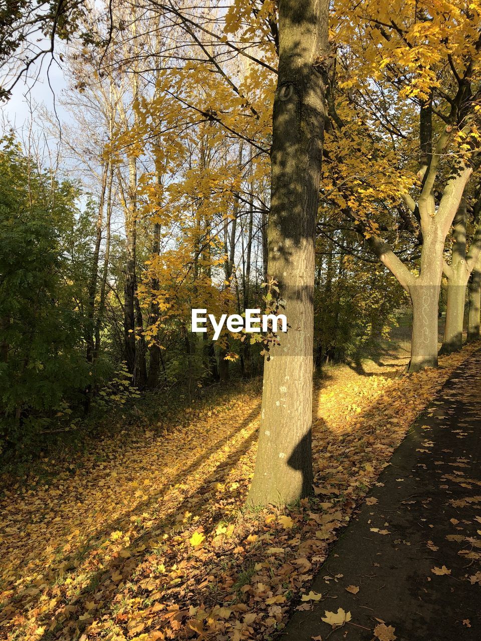 TREES AND PLANTS IN AUTUMN