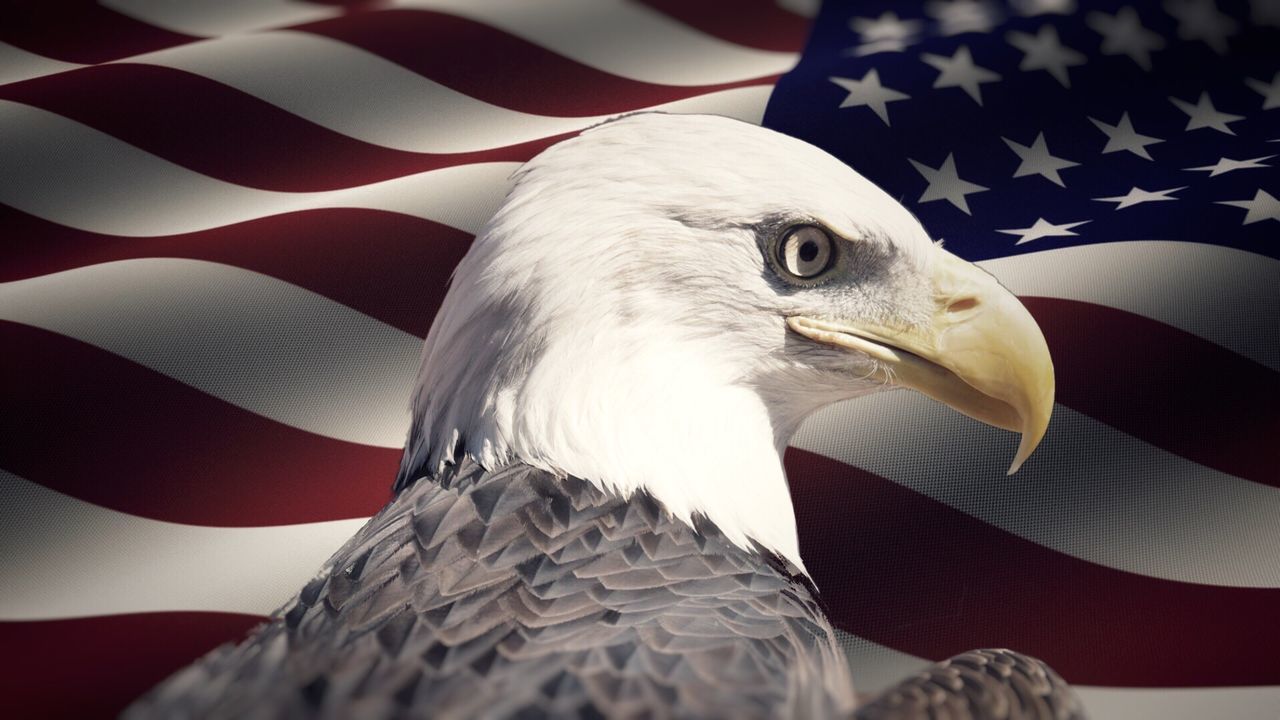 Side view of eagle against american flag