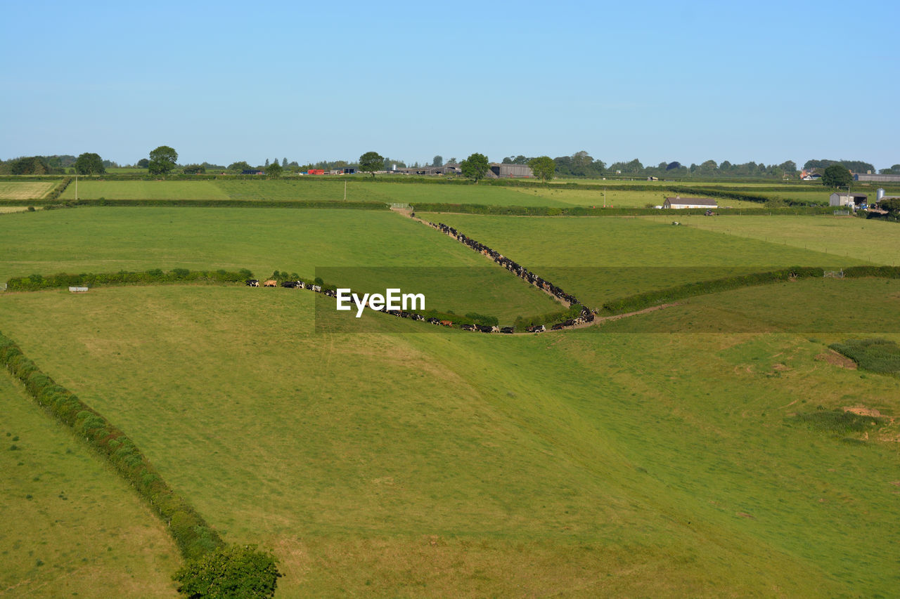 Landscape of green fields with a herd of cattle being moved to open pasture, dorset, england