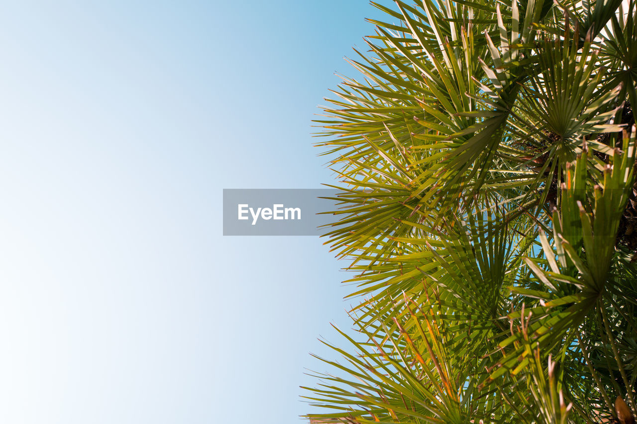 Low angle view of palm tree against clear sky