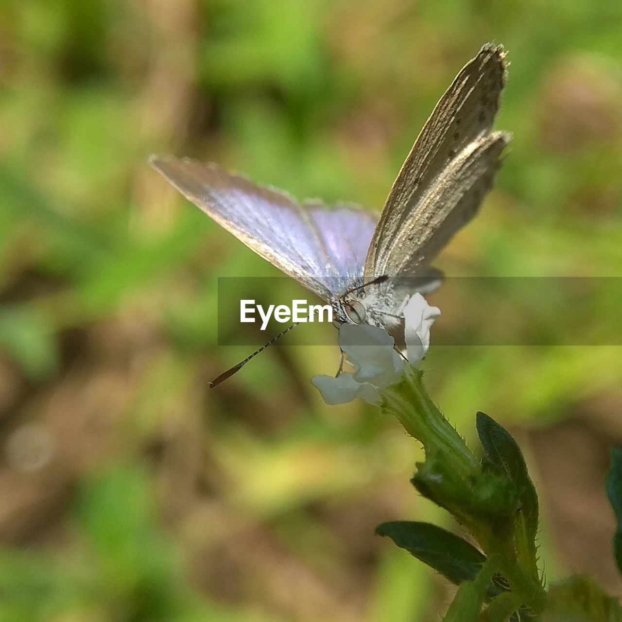 BUTTERFLY POLLINATING FLOWER