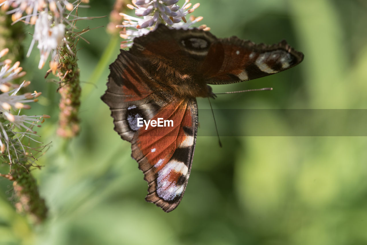 Close-up of butterfly perching on plant