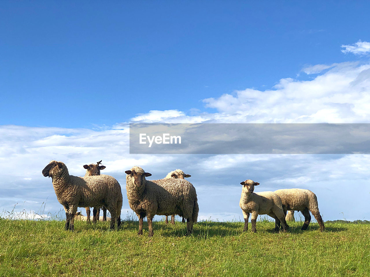 Flock of sheep on field against sky