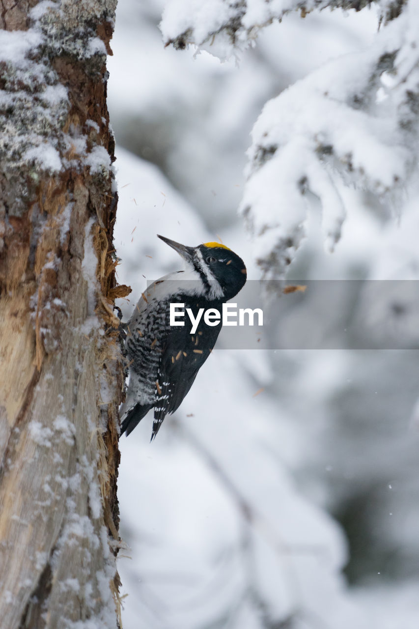 American three-toed woodpecker along the skyline trail on a winter morning, cape breton highlands
