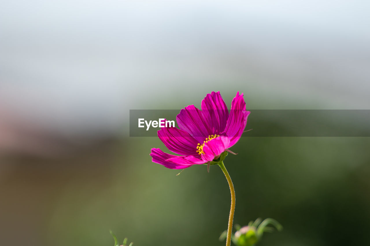 CLOSE-UP OF PINK FLOWER HEAD