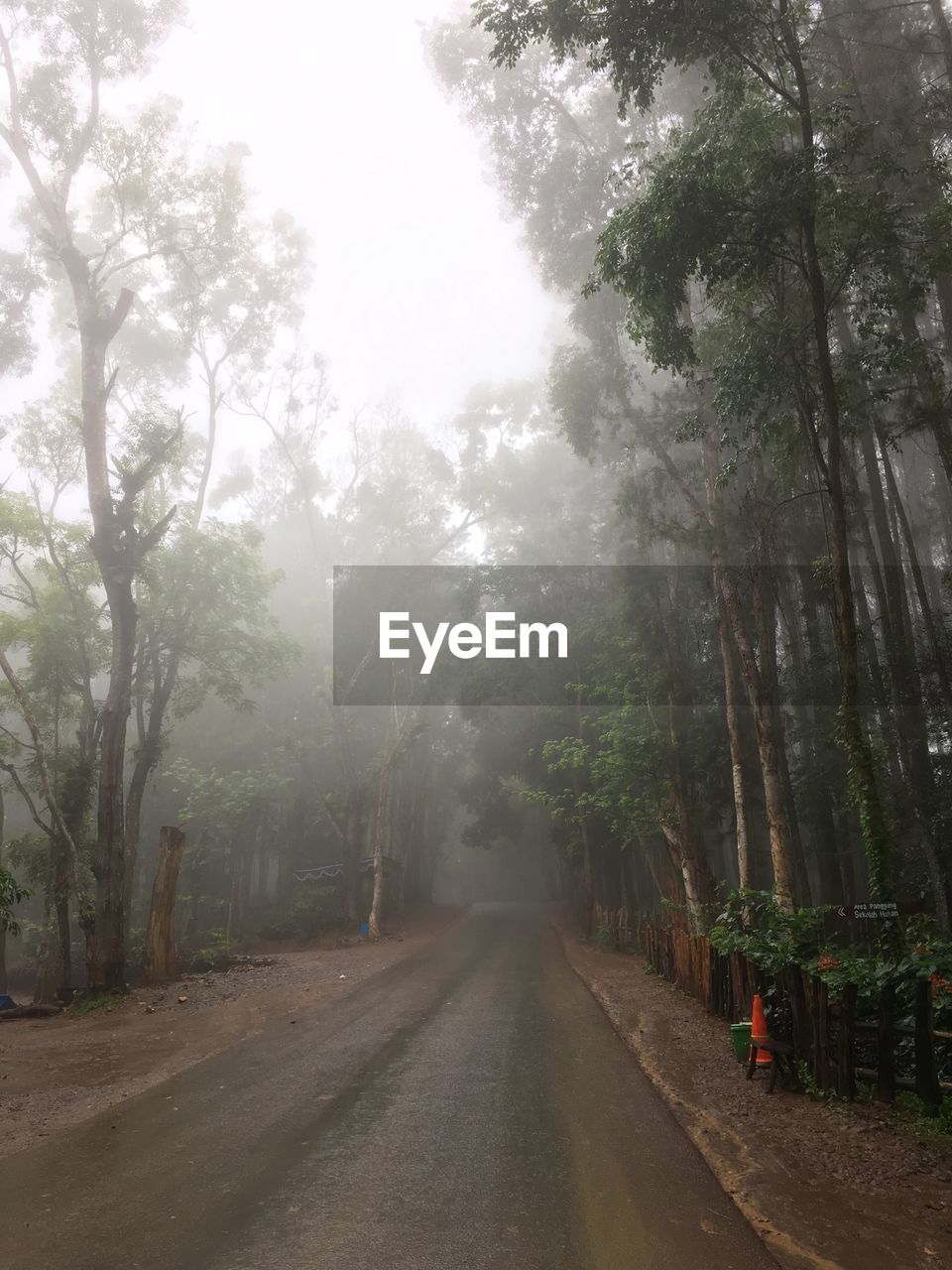 ROAD AMIDST TREES AND PLANTS IN FOREST