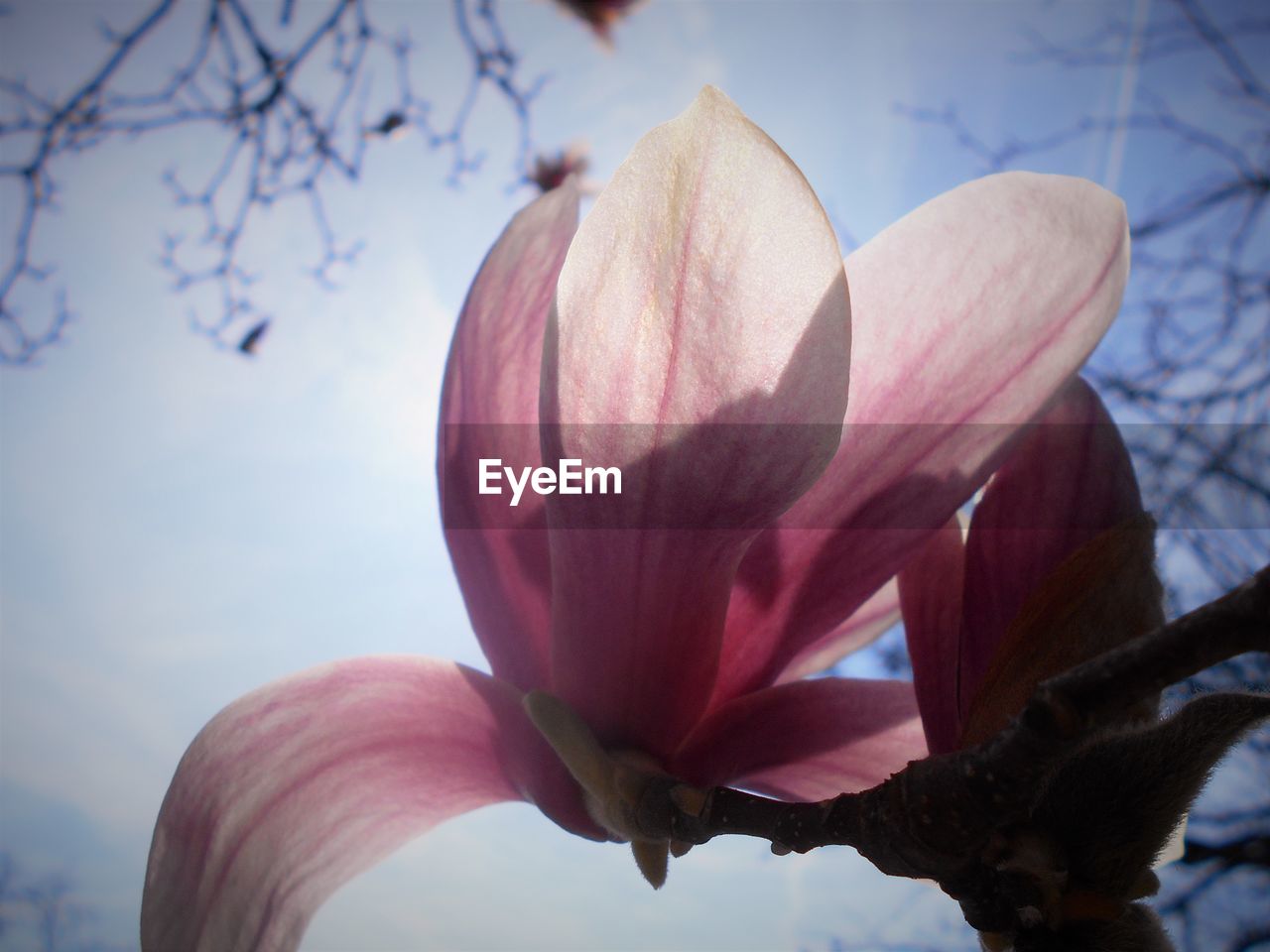 CLOSE-UP OF PINK FLOWERS BLOOMING AGAINST SKY