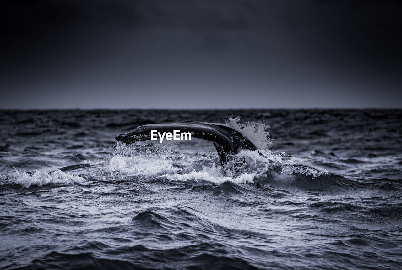 Humpback ready to dive