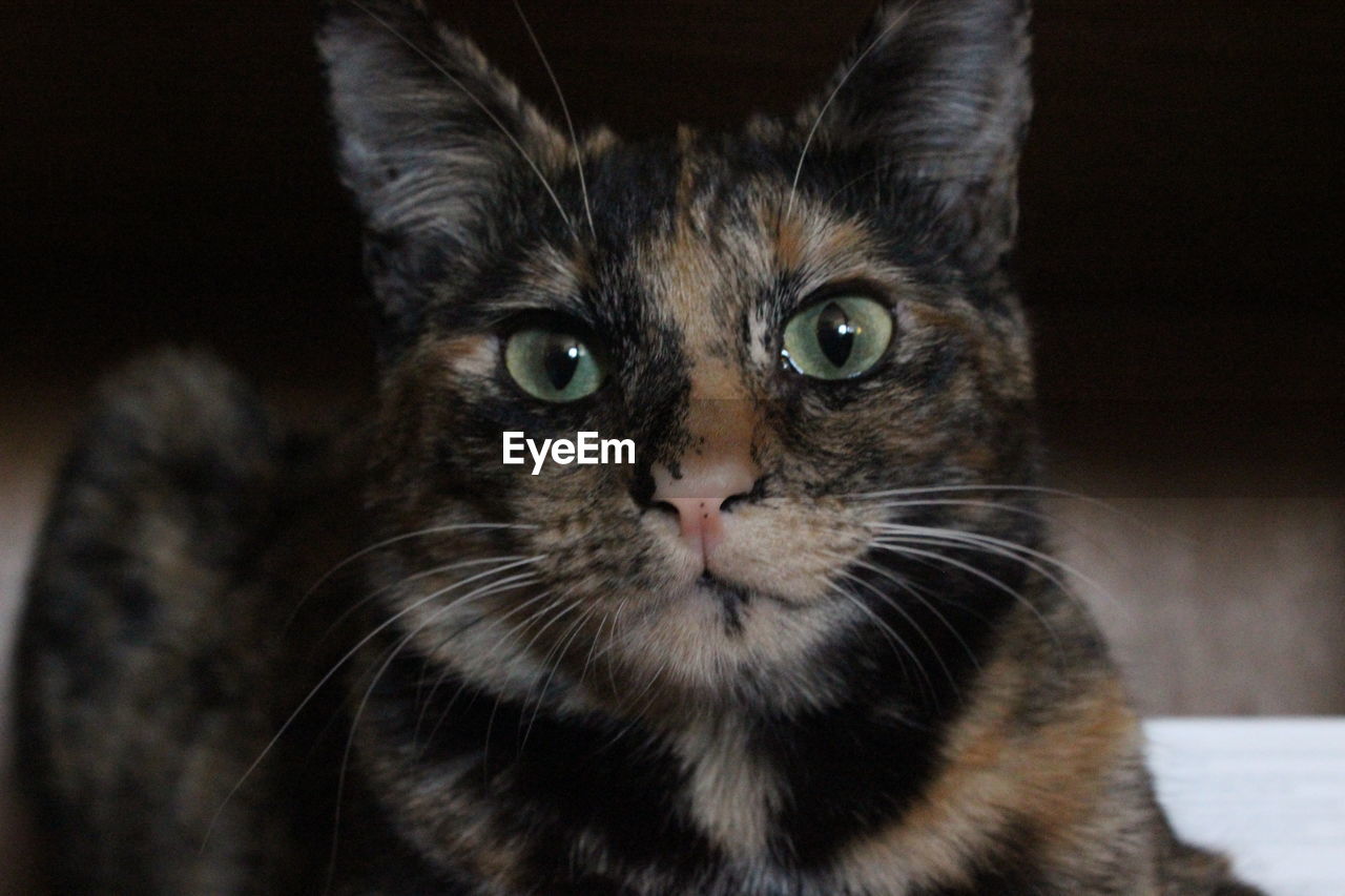 Portrait of tortoiseshell cat at home