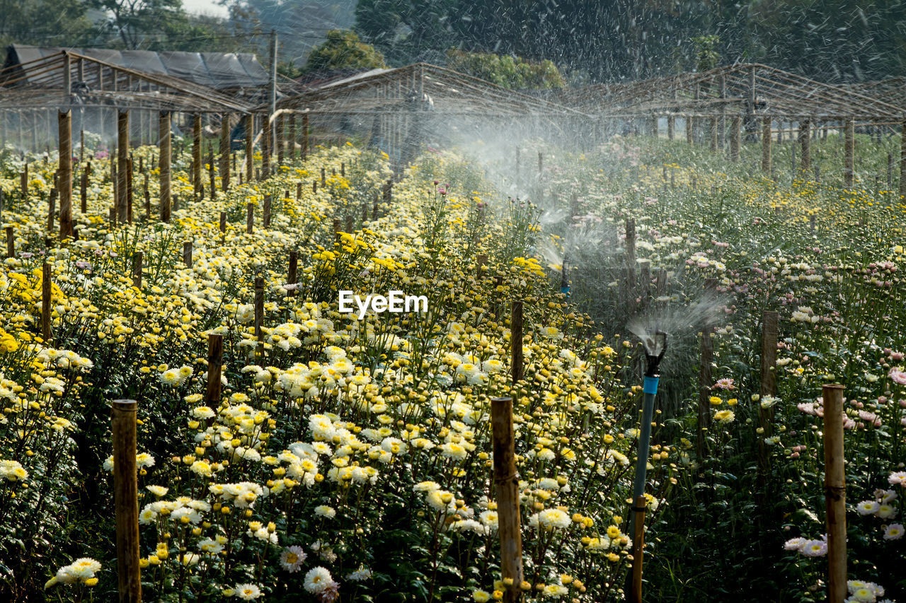 PLANTS GROWING ON FIELD BY FENCE AGAINST YELLOW FLOWERS