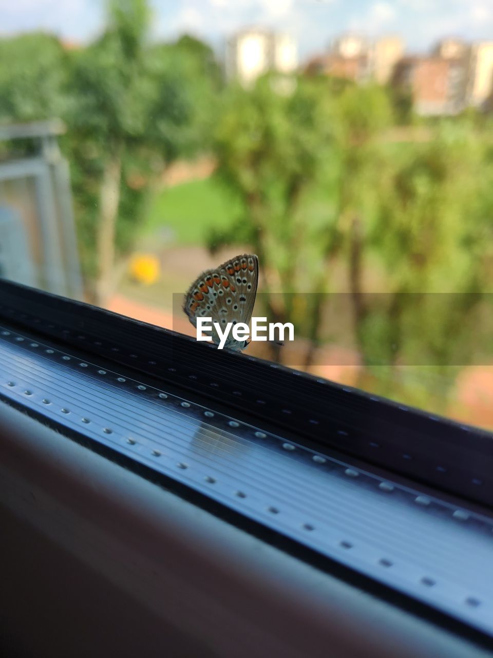 CLOSE-UP OF BUTTERFLY ON WINDOW GLASS
