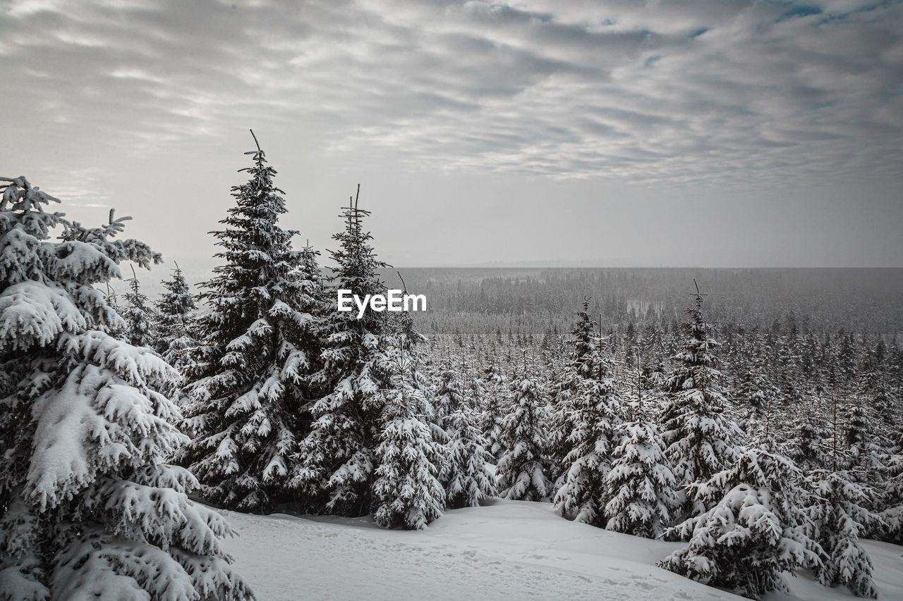 SNOW COVERED PINE TREES ON FIELD AGAINST SKY DURING WINTER