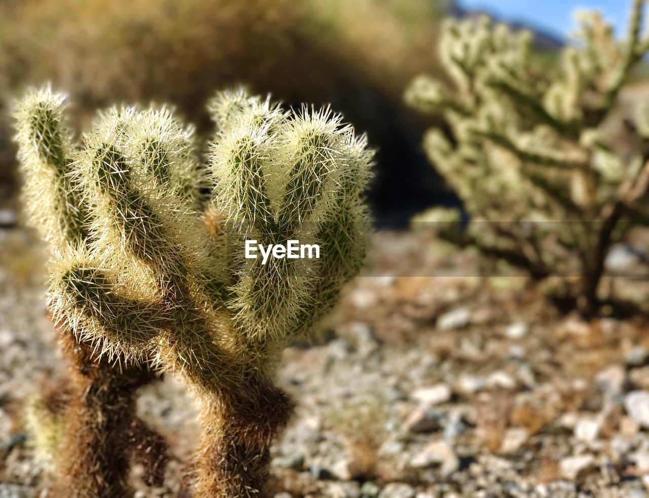 CLOSE-UP OF CACTUS OUTDOORS