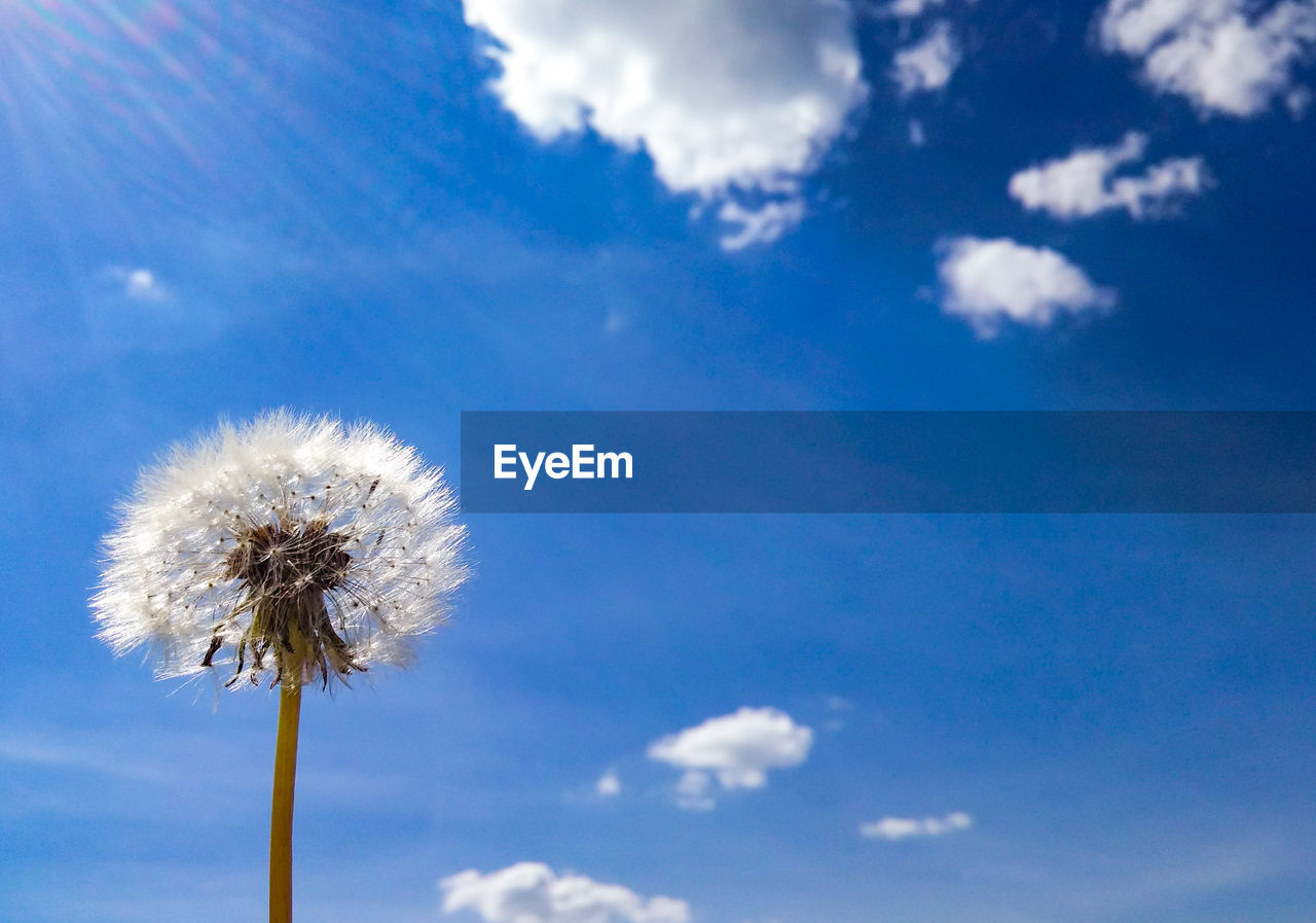 Low angle view of dandelion against blue sky