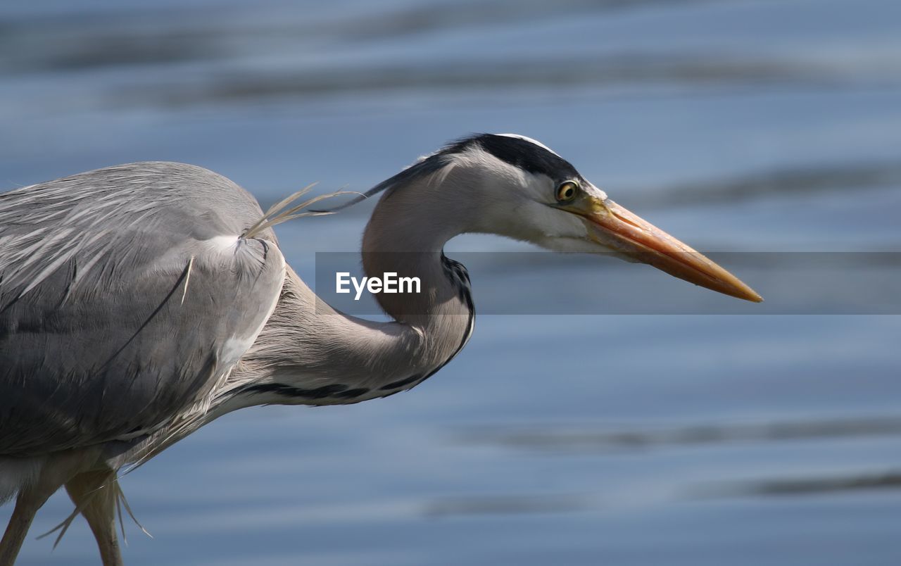 Close-up side view of a bird against blurred water