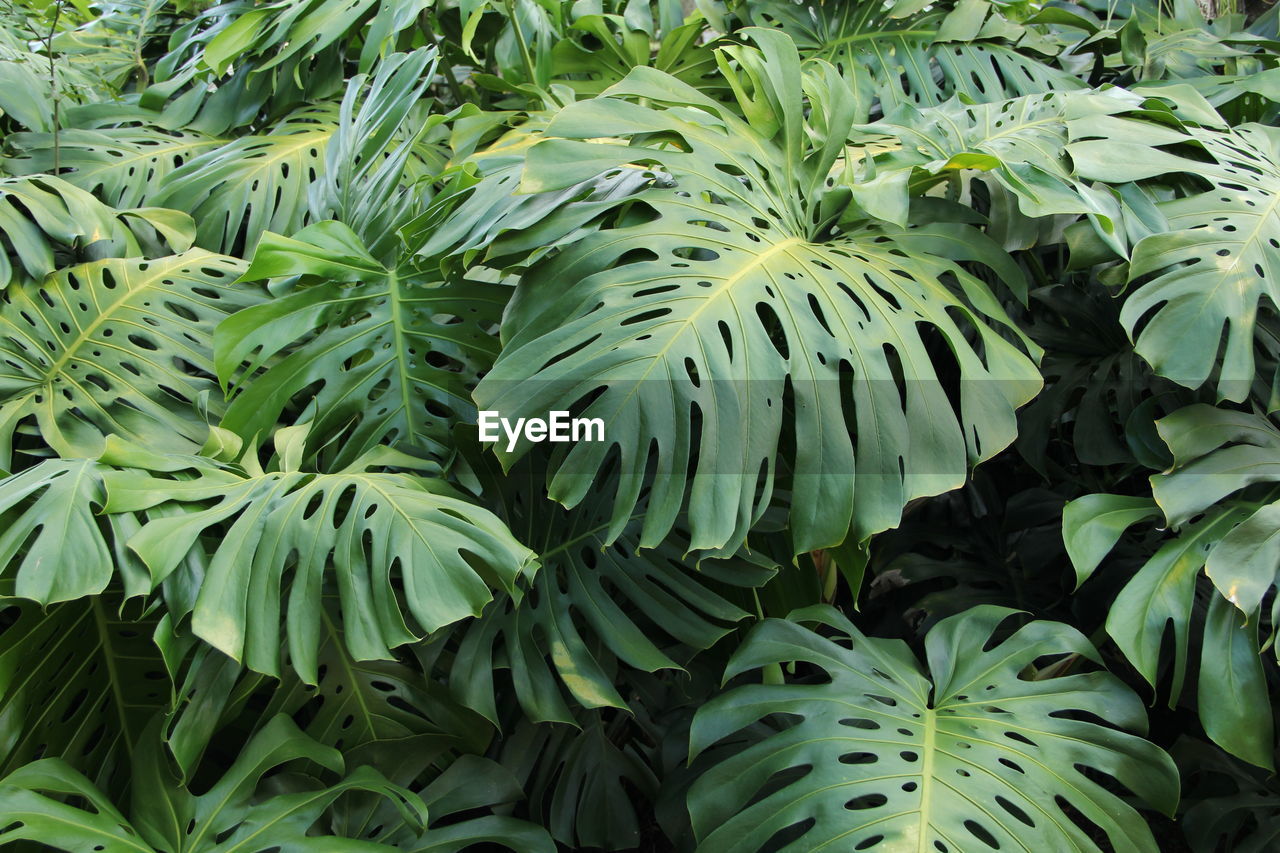 Full frame shot of green leaves