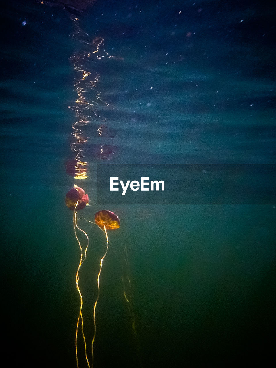 Jellyfish swimming in sea