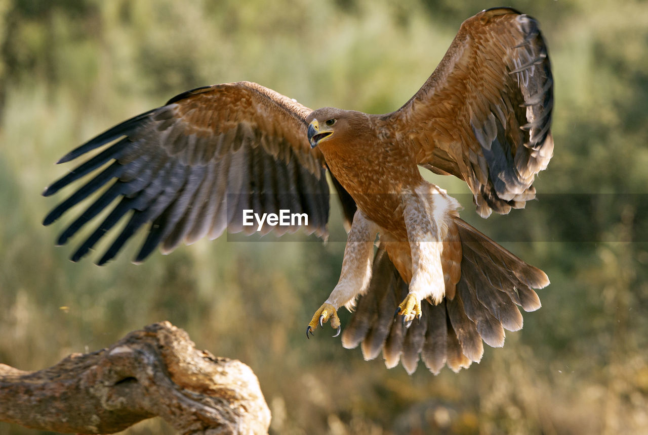 CLOSE-UP OF BIRD FLYING