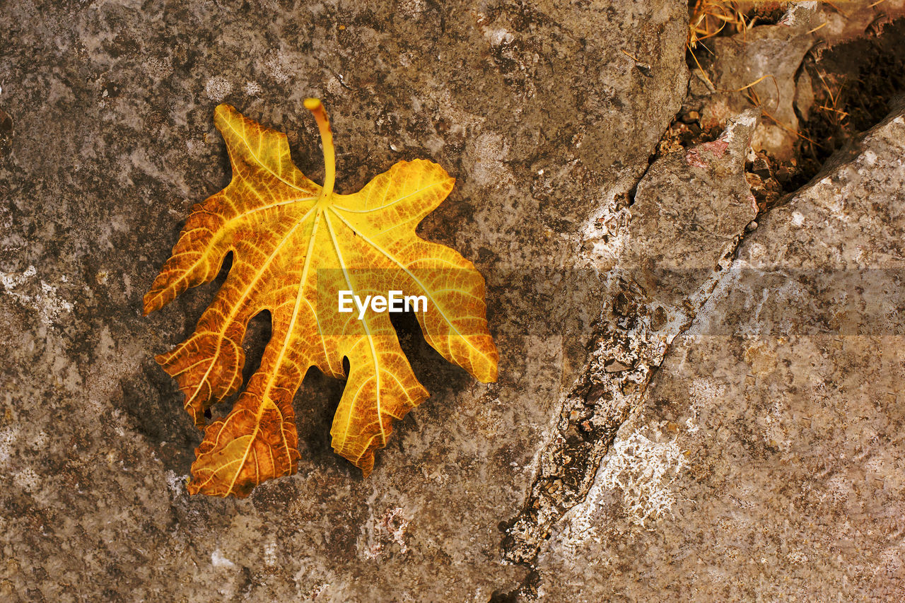 DIRECTLY ABOVE SHOT OF YELLOW LEAF ON ROCK